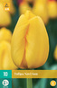 Karta - Tulipán - Novi Sun (10 cibulí) "C"