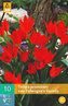 Karta - Tulipán - Prae. Tubergen´s Variety (10 cibulí) "B"