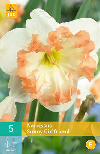 Karta - Narcis - Sunny Girlfriend (5 cibulí) "C"