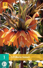 Karta - Řepčík - Fritillaria Sunset (1 cibule) "C"
