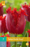 Karta - Tulipán - Pacific Pearl (7 cibulí) "B"