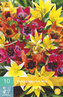 Karta - Tulipán - Species Mix (10 cibulí) "B"