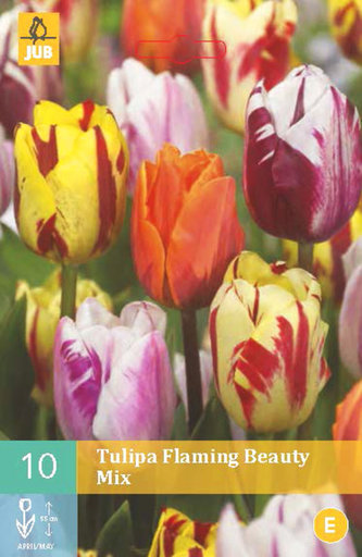 Karta - Tulipán - Flaming Beauty Mix (10 cibulí) "C"