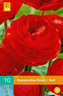 Karta - Pryskyřník - Ranunculus  Red (10 cibulí) "B"