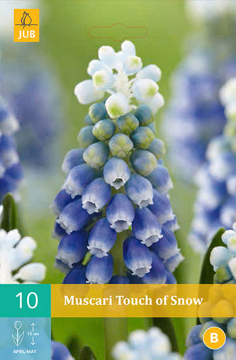 Karta - Modřenec - Muscari Touch of Snow (20 cibulí) "B"