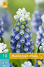 Karta - Modřenec - Muscari Touch of Snow (20 cibulí) "B"