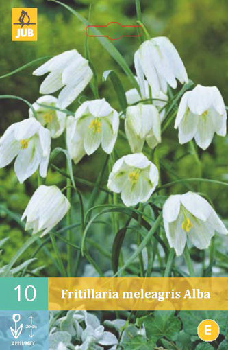 Karta - Řepčík - Fritillaria Meleagris Alba (10 cibulí) "C"