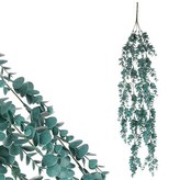 Eukalyptus převis, petrolejová barva.