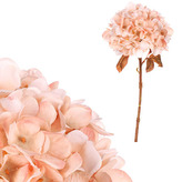 Hortenzie, barva krémová.