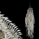 Sleziník červený převis, béžová barva.