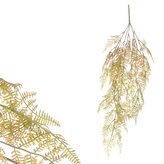 Kapradí převis, zelená barva.