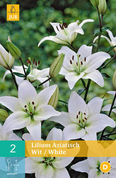 Karta - Lilie - Asiatic White (2 cibule) "B"