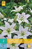 Karta - Lilie - Asiatic White (2 cibule) "B"