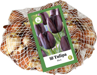 Síťka - XXL - Tulipán Black (40 cibulí)