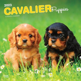 Cavalier King Charles Spaniel Puppies 2023 Square