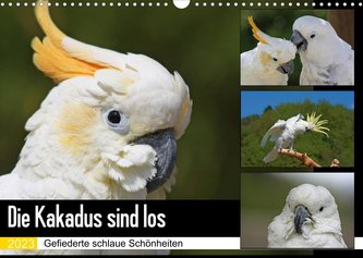 Die Kakadus sind los (Wandkalender 2023 DIN A3 quer)
