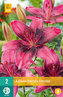 Karta - Lilie PURPLE DREAM (2 cibule) "B"