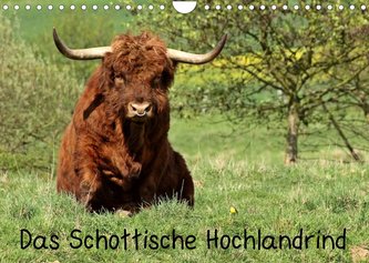 Das Schottische Hochlandrind (Wandkalender 2023 DIN A4 quer)