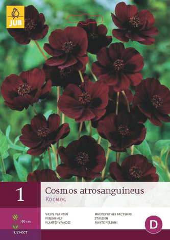 Karta - Kosmos ATROSANGUINEUS (1 hlíza) "C"