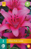 Karta - Lilie PINK COUNTY (2 cibule) "B"