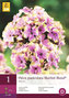 Karta - Plamenka PANICULATA SHERBET  BLEND ® (1 hlíza) "B"