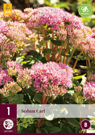 Karta - Rozchodník SEDUM CARL (1 hlíza) "B"