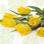Ubrousky PAW L 33x33cm Yellow Tulips