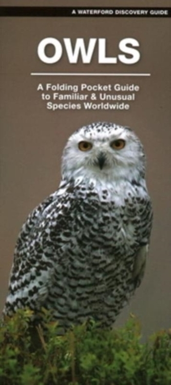 Owls