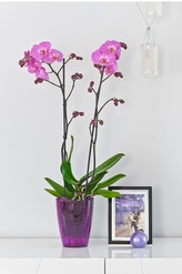 Květináč na orchideje průhledný fialový 16,5x12x12 cm