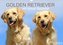 Golden Retriever ein treuer Begleiter (Wandkalender 2023 DIN A3 quer)