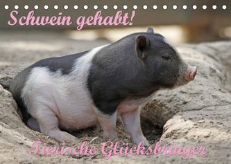 Schwein gehabt! (Tischkalender 2023 DIN A5 quer)