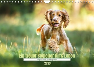 Englischer Cocker Spaniel (Wandkalender 2023 DIN A4 quer)