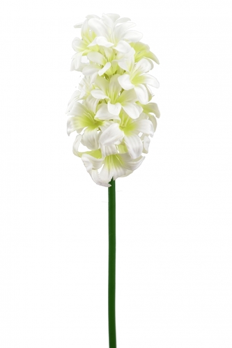 Hyacint bílý 48 cm