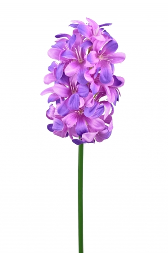 Hyacint fialový 48 cm