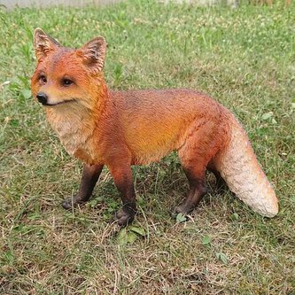 Liška stojící Liška stojící