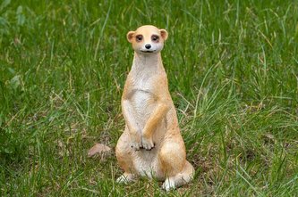 Surikata polyston větší Surikata polyston větší