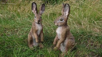 Zajíc panáčkující poly