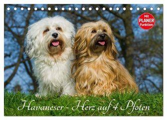 Havaneser - Herz auf 4 Pfoten (Tischkalender 2024 DIN A5 quer), CALVENDO Monatskalender