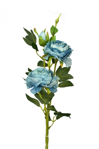 Růže borůvková 66 cm