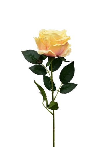 Růže velkokvětá lososová 66 cm