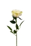 Růže velkokvětá krémová 66 cm