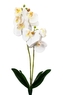 Umělý Phalaenopsis bílý 50 cm