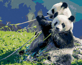 Malování podle čísel - PANDA A BAMBUS - 80x100 cm, vypnuté plátno na rám