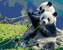 Malování podle čísel - PANDA A BAMBUS - 80x100 cm, vypnuté plátno na rám