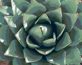 Malování podle čísel - POUŠTNÍ ŠŤAVNATÁ ROSTLINA - 40x50 cm, bez rámu a bez vypnutí plátna