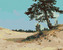 Malování podle čísel - BOROVICE NA PÍSKU (IVAN SHISHKIN) - 80x100 cm, vypnuté plátno na rám