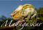 Tierisches Madagaskar (Wandkalender 2022 DIN A2 quer)