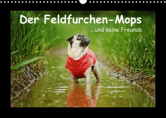 Der Feldfurchen-Mops (Wandkalender 2022 DIN A3 quer)