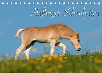 Haflinger Schönheiten (Tischkalender 2022 DIN A5 quer)