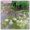 Monet's Waterlilies - Monets Seerosen 2022